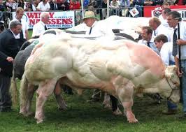 Image result for belgian blue bull meat