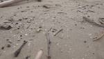 South Africa's ecological 'nightmare' after