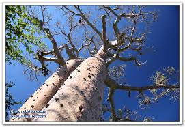 Image result for ?شجرة الباوباب?‎