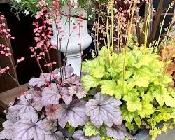 ヒューケラ　花の画像