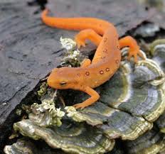 external image images?q=tbn:ANd9GcSha0p5O60lMdEfVHU4TbkhaXns9GKrmw1QFUIrHft8ep0qRXw_bQ