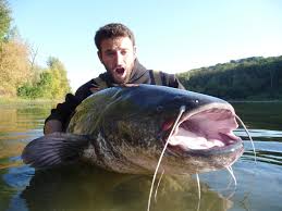 Image result for wels catfish