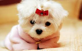 Resultado de imagen para imagenes cute