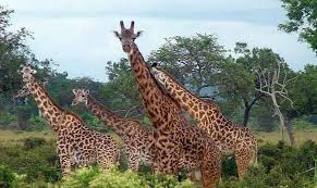 Image result for mikumi national park