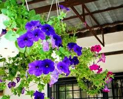 Gambar Bunga Petunia