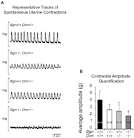 Decorin knockout mouse