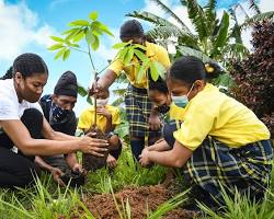Image of school children planting trees together
