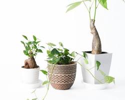 ミニ観葉植物の画像
