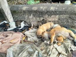 HỘI CỨU TRỢ ĐỘNG VẬT Q9 - THỦ ĐỨC (CHÓ - MÈO ..v..v...)