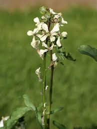 Αποτέλεσμα εικόνας για eruca sativa plant