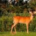 Cincinnati to Continue Use of Bow Hunters to Cull Park Deer