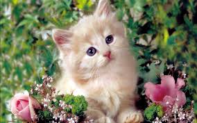 Image result for kittens