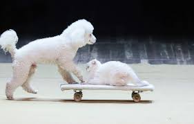 La France championne d’Europe d’abandon d’animaux… Aidez-nous à savoir pourquoi