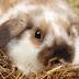 Health officials says that Rabbit Fever is back – Honolulu Daily Health