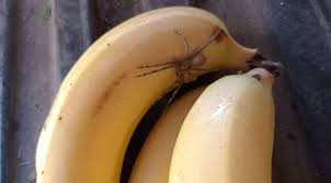 ¡Cuidado! Araña del Banano, Venenosa y Peligrosa, Aparece en Super de Treinta y Tres