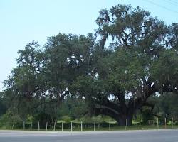 Image of Live Oak (Quercus virginiana) tree