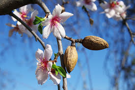 almond tree ile ilgili görsel sonucu