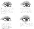 Lash Queen of London
