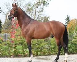 Image of Warmblood horse