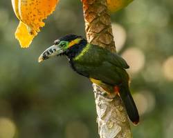 Imagem de Bird watching, Iguazu Falls