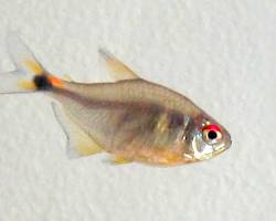 Charuto