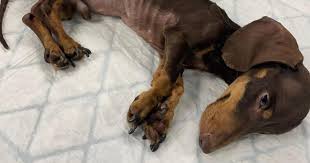 Lowestoft pair banned from owning pets after dachshund death | Eastern Daily Press