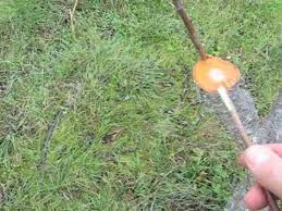 Résultat de recherche d'images pour "tree trunk repair grafts"