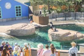 Denver Zoo Faces Lawsuit Over Faulty Sea Lion Exhibit