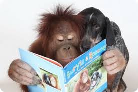 Картинки по запросу орангутанг фото