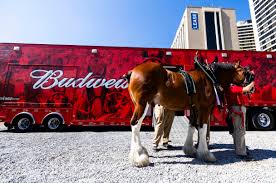 Photo gallery: Budweiser Clydesdales in Utah – Deseret News