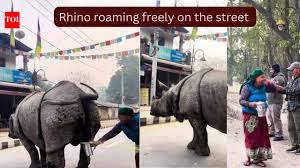 A massive rhino urinated on the street and what a woman did is something the Internet will never forget..