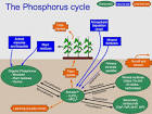 Phosphorus cycle