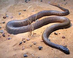 Inland taipan snake