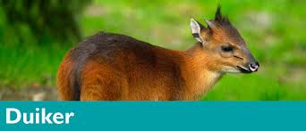 Image result for walter's duiker