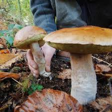 News source: Sud Ouest