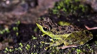 Black Spotted Rock Frog seen in Danum Valley