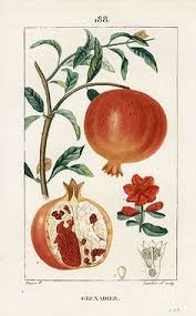 Image result for pomegranates botanical drawing