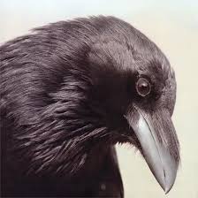 Image result for beautiful crows