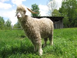 Image result for GOAT