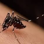  Your grandmother was right: Mosquitoes remember human smells, but also swats