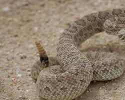 Image of Prairie Rattlesnake