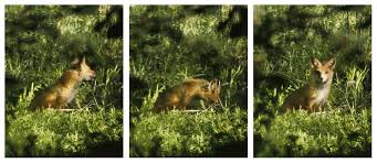 Image result for organisms and their environment