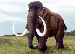 Resultado de imagem para mamutes