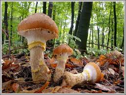 Armillaria gallica - Bild \u0026amp; Foto von Udo Arnscheidt aus Pilze ...