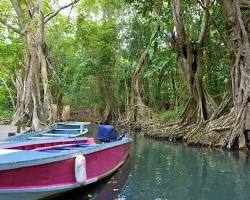 Immagine di Boat tour on Indian River, Dominica