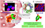 Pcna calbiochem