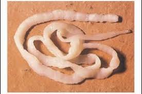 Resultado de imagem para imagens platelmintos