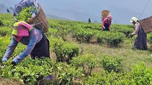 Darjeeling Shuts Down as Tea Workers Strike for 20% Bonus Demand