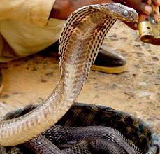 snake picture