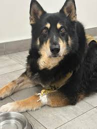 Dog having seizures after vet procedures?